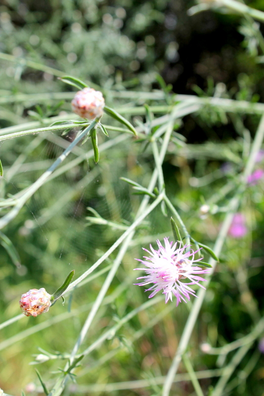 Campi Flegrei - Centaurea deusta